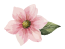 little flower image